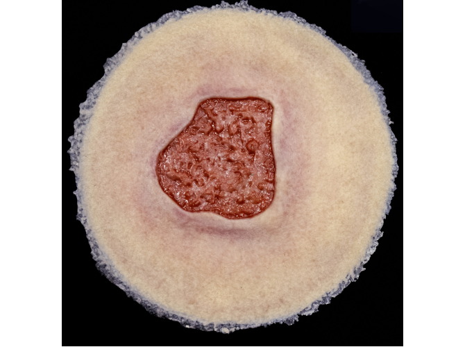 CS013-Granulation_SelfAdhesiveLight