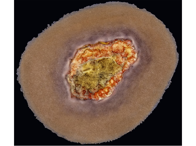 CS-007_Arterial_DARK