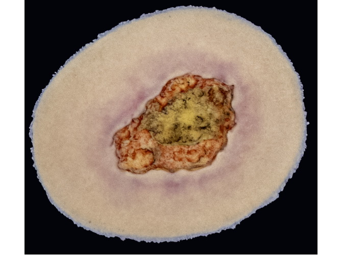 CS-007_Arterial_Light